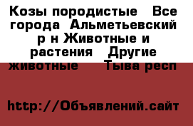 Козы породистые - Все города, Альметьевский р-н Животные и растения » Другие животные   . Тыва респ.